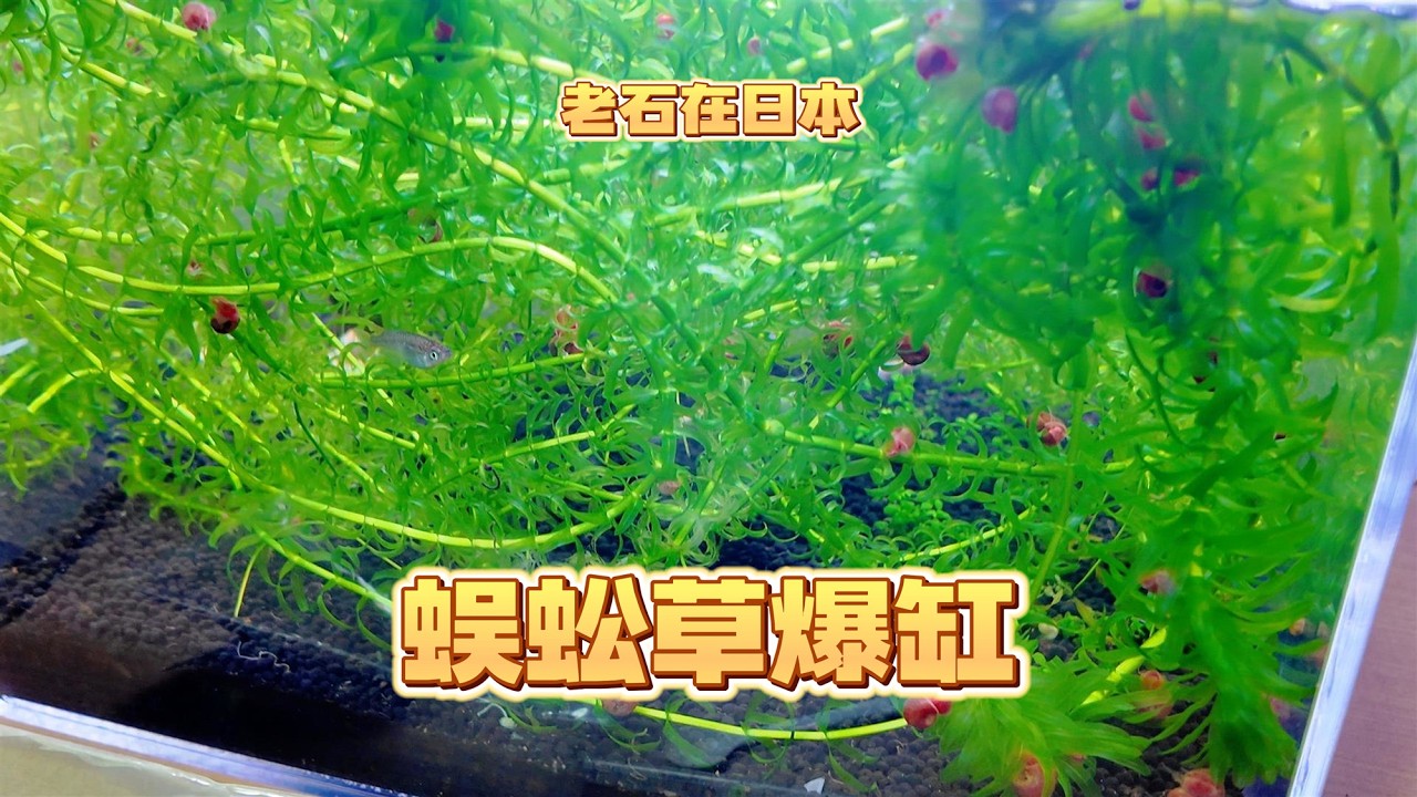 几个月没有打理鱼缸了 蜈蚣草都爆缸了