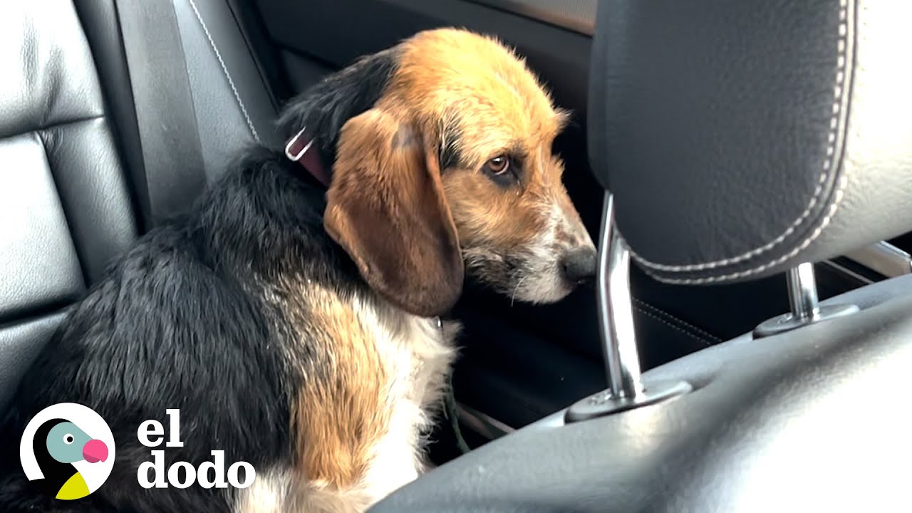 Cachorro rescatado asustado se convierte en la pequeña amenaza más juguetona | El Dodo