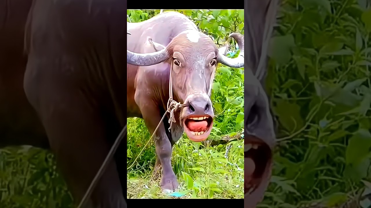 #shotrs #funny #comedy #cow#animals#cute#funnycow#cuw videos#funny#comedy #viralvideos 😀😀