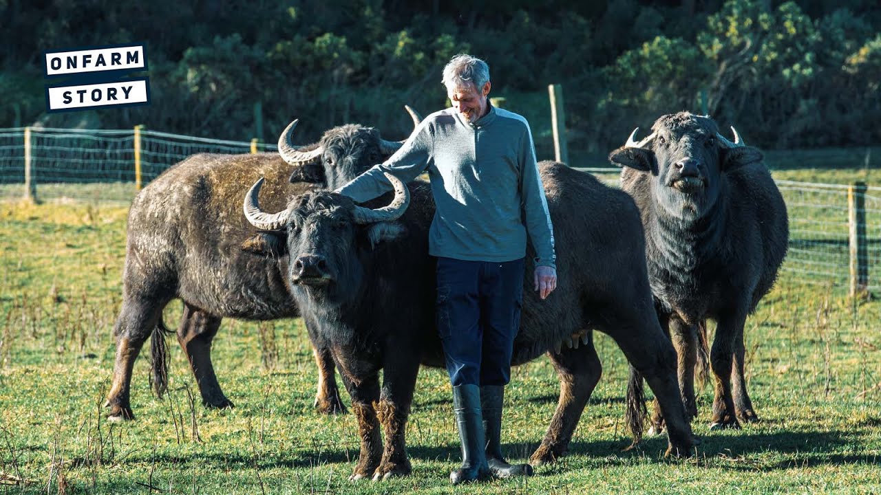 Making Buffalo Cheese in Canterbury | On Farm Story