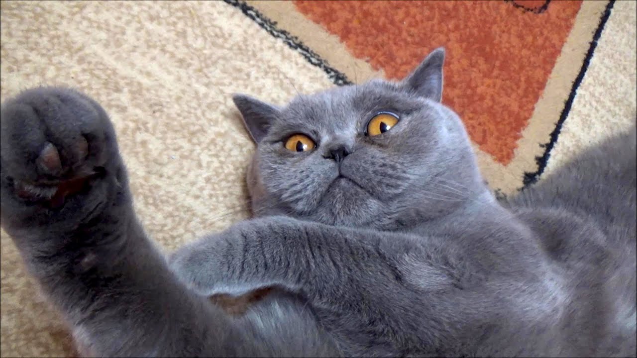 Kot Brytyjski British Shorthair Cat Fikus - wieczorne zabawy i pieszczoty.