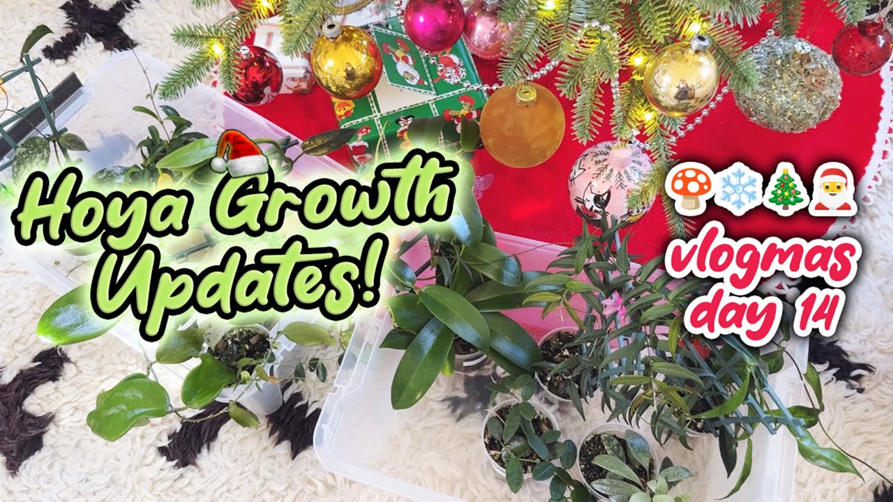 Мои хойи растут как на дрожжах | Новости о росте хойи | Vlogmas, день 14
