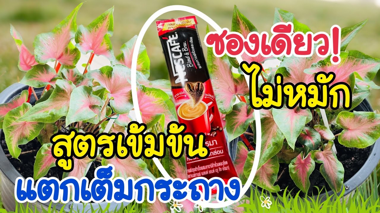 💯แค่1ซอง.ไม่หมัก! สูตรเข้มข้นบอนสี