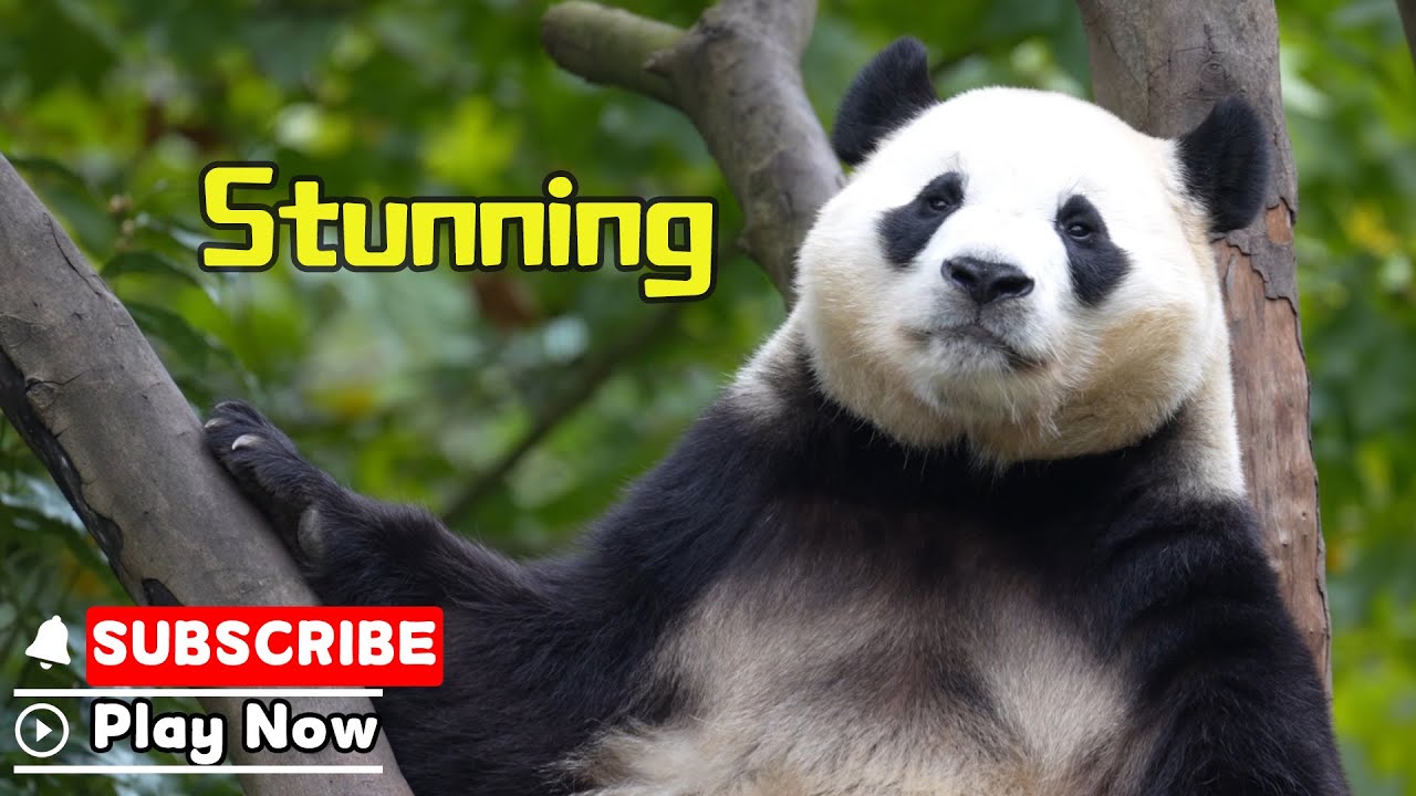 【Life Of Returnee Pandas】Episode 56 The Carefree Panda Fu Bao | iPanda