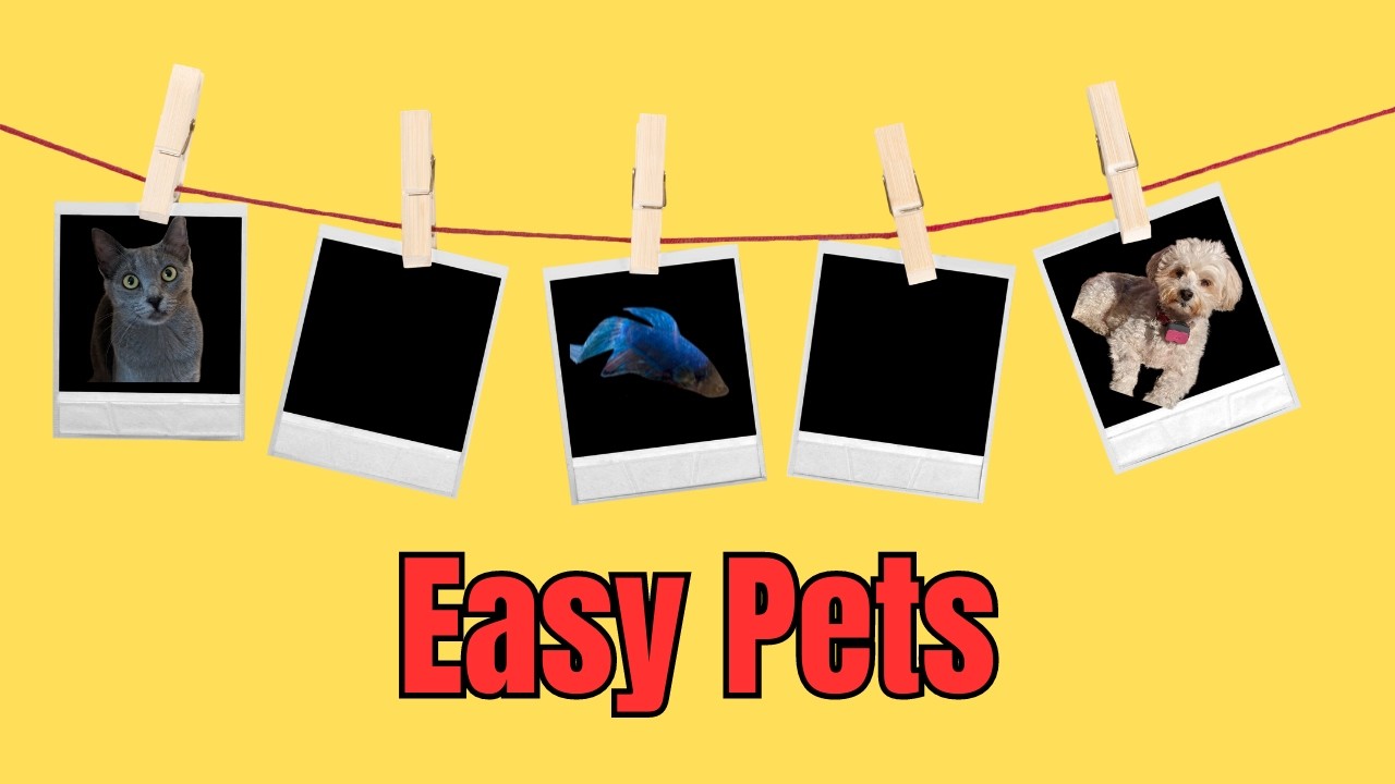Top 5 Low Maintenance Pets for Busy Pet Lovers