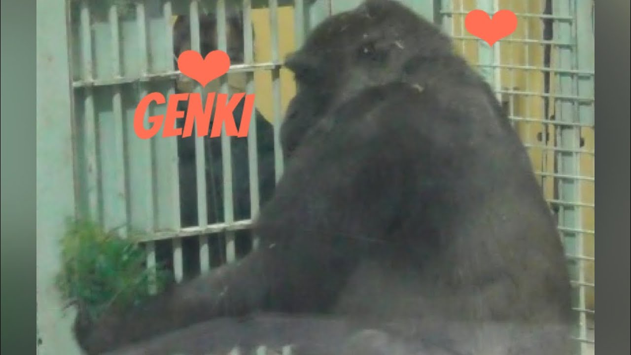 “Gorilla”Genki keeps asking the keeper for more fresh grass 🌿 Eat lots, won't you😊