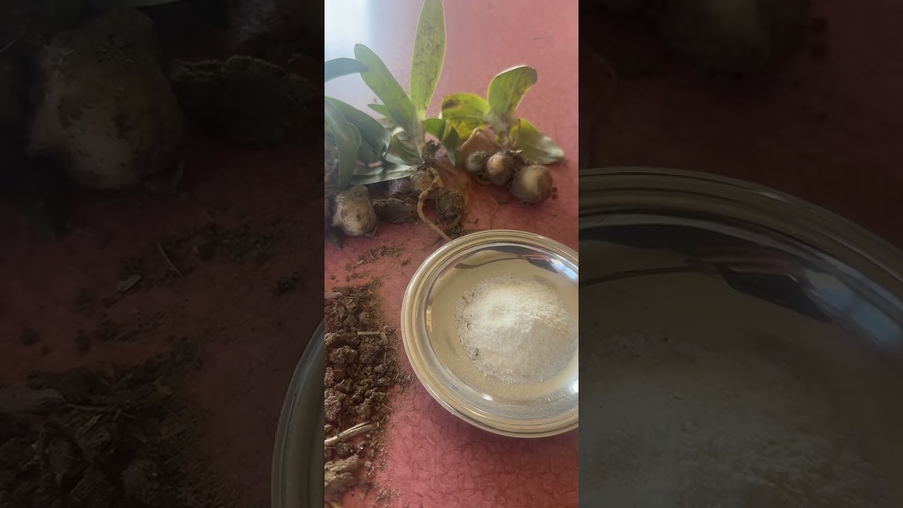 Salep para kaynagı bir gün herkes dikecek #salepnasılyetişir#saleptohumu #salepfidesi #salepbakımı 