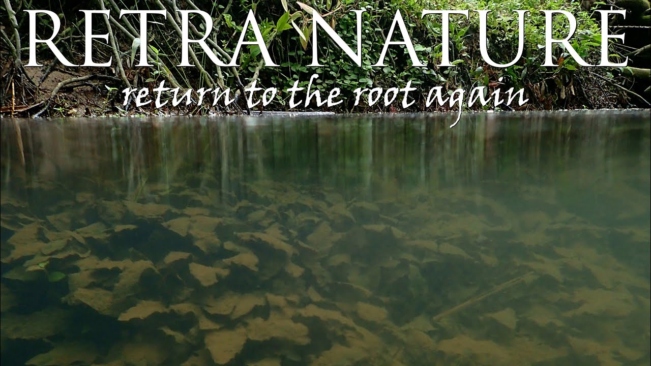 Freshwater Biotope of Malaysia: Underwater footage of Malaysia Cryptocoryne in natural habitat