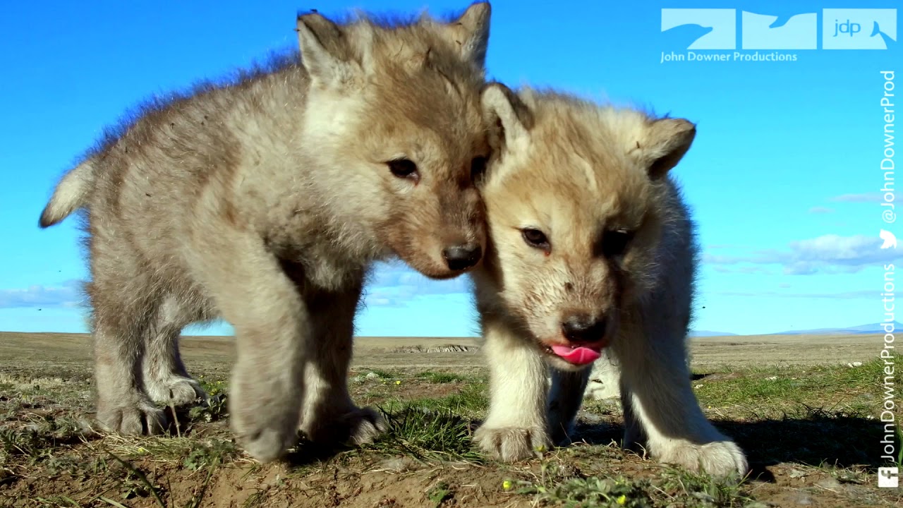 Robotic Wolf hangs out with Wolf Cubs at Den