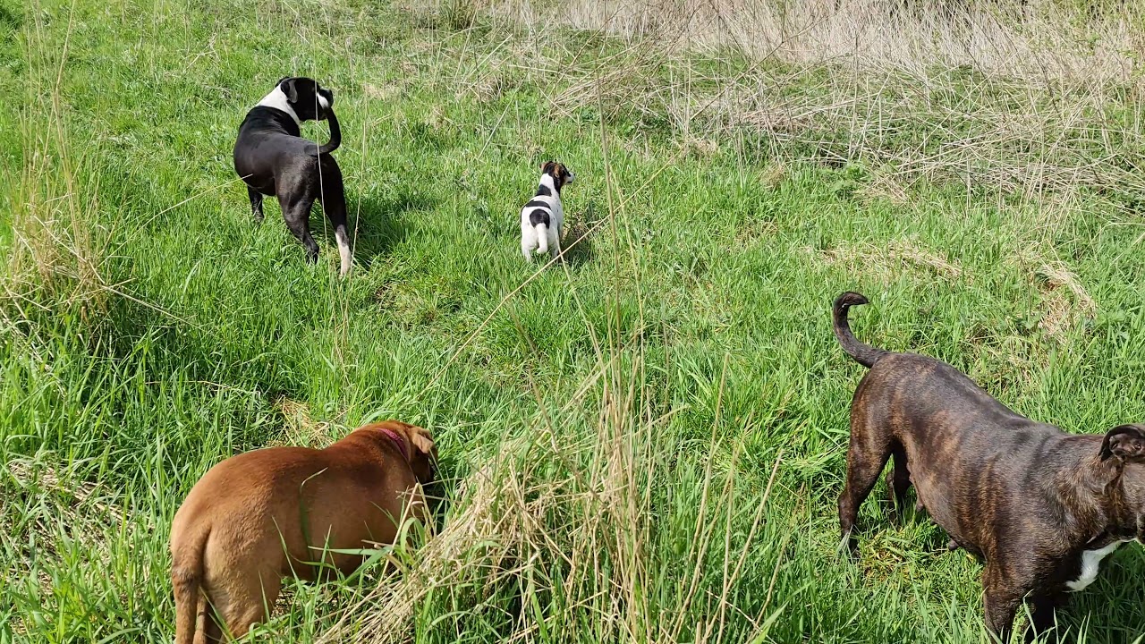 L&AElig;R DIN HUND AT SNAKKE HUNDESPROG I onlinehund.dk 🐾