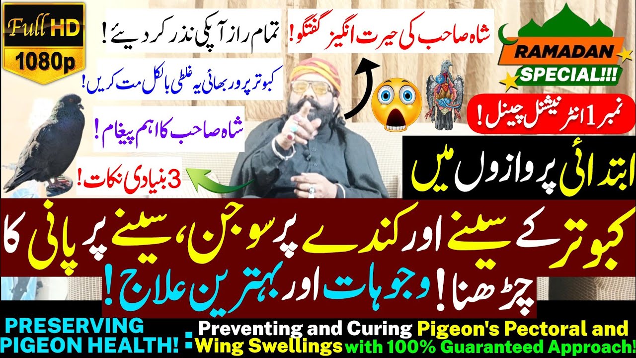 Parwazi Kabootar K Seenay Aur Kunday Pr Sojan Ka Elaaj |Pigeon's Chest & Wing Swellings' 100% Cure