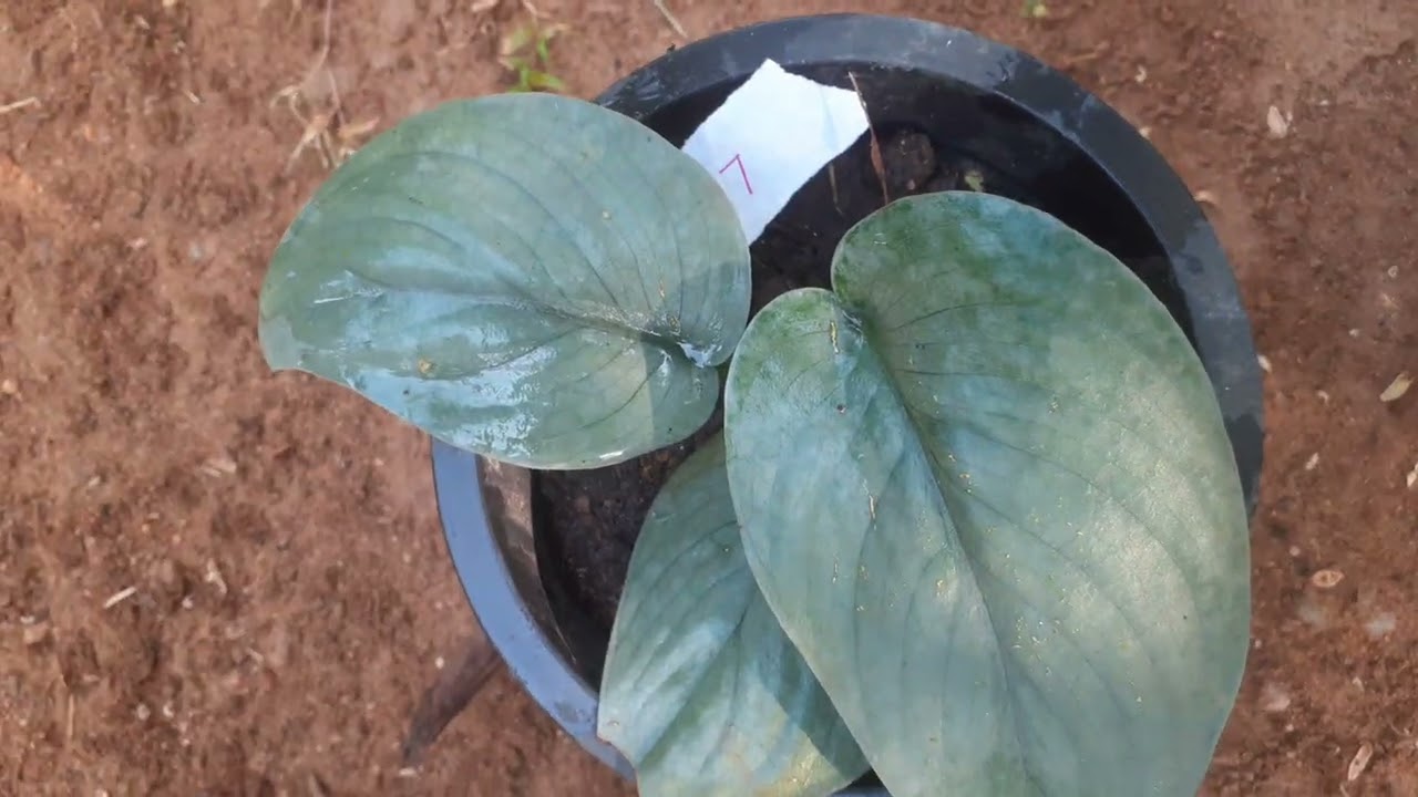 45 sell eka 🌸 අවශ්‍ය aya whatsapp msg  ekak danna 077553 18 54