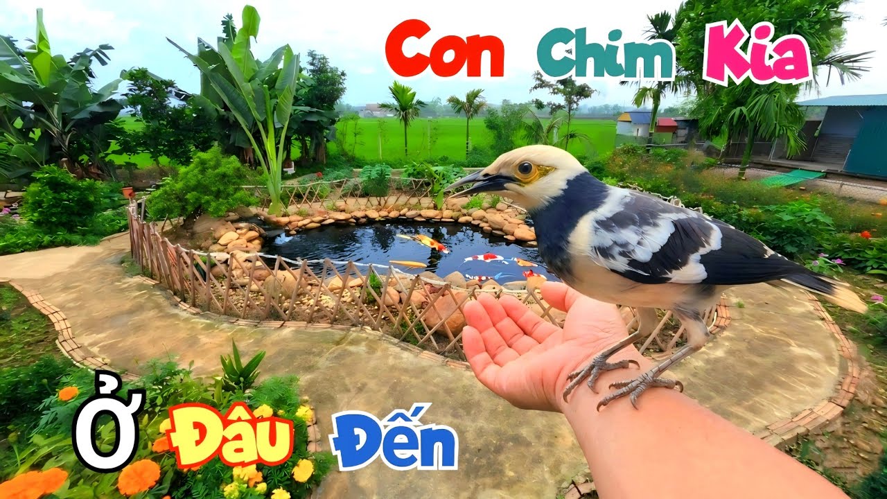 Con Chim Lạ Từ Đ&acirc;u Đến Nh&agrave; V&agrave; Sửa Lại Bể C&aacute; Koi Bất Ngờ Thấy Da Rắn / Quế Nghịch