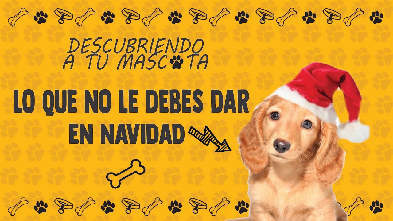 🎄🐾 Navidad segura para tus mascotas | Alimentos tóxicos que debes evitar