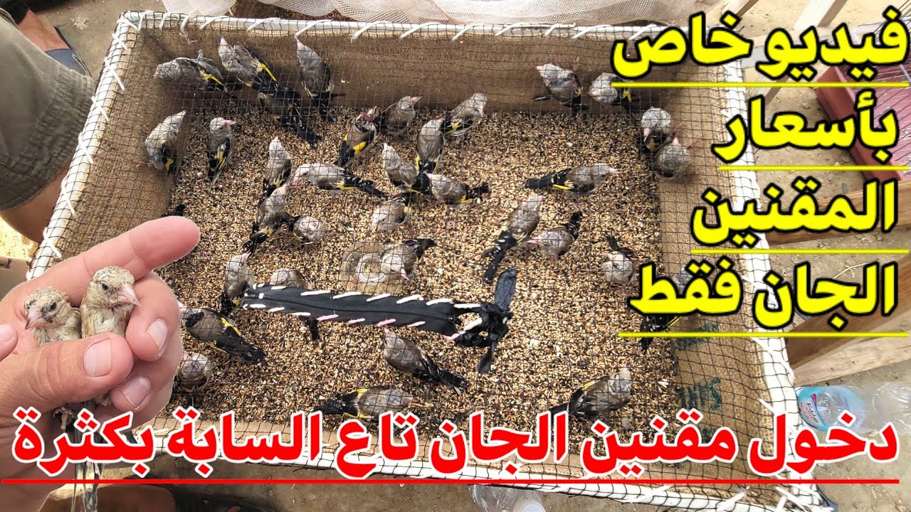 🔴 دخول المقنين الجان تاع السابة بقوة اليوم بسوق بودواو للطيور : هذا الفيديو خاص بالمقنين الجان فقط !