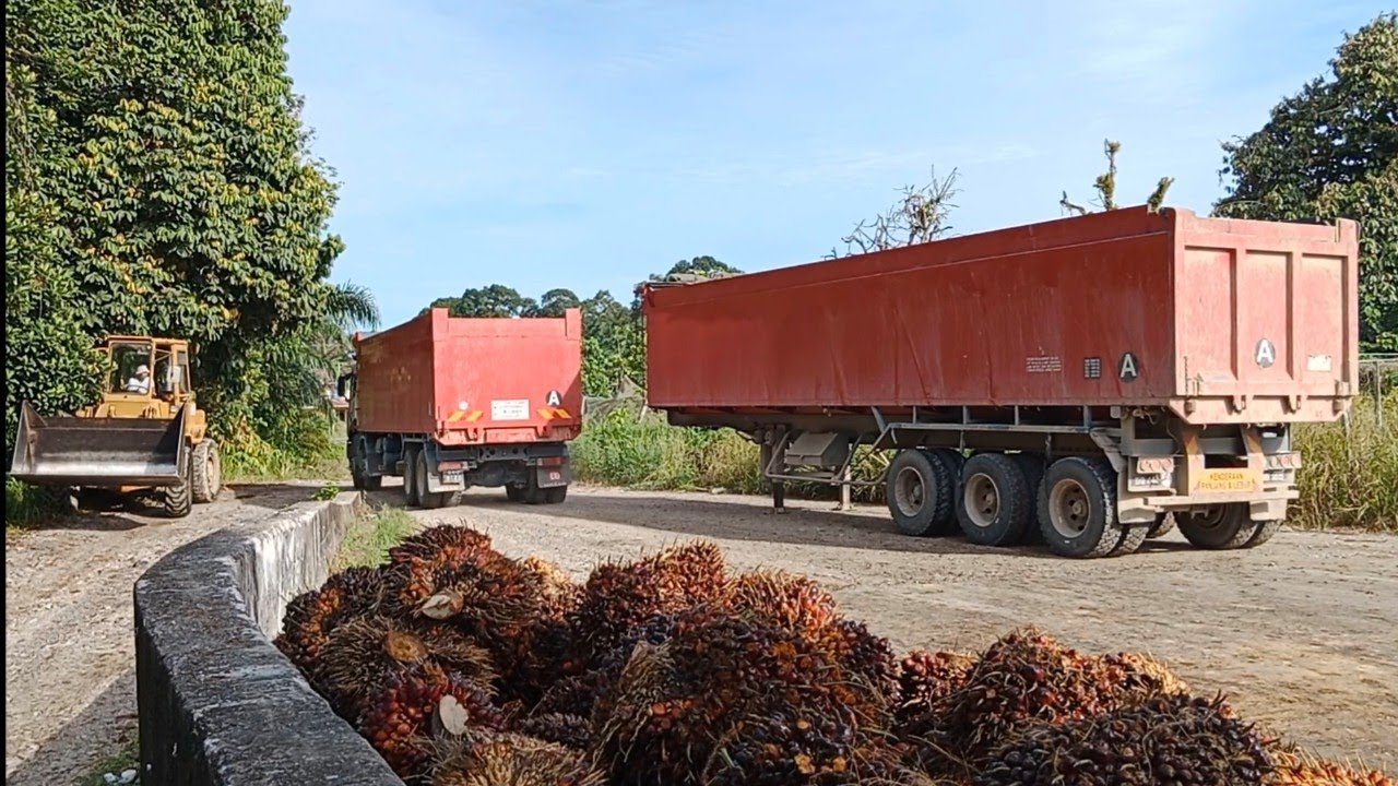 trik&cara proses pengisian buah sawit di ram menggunakan loader