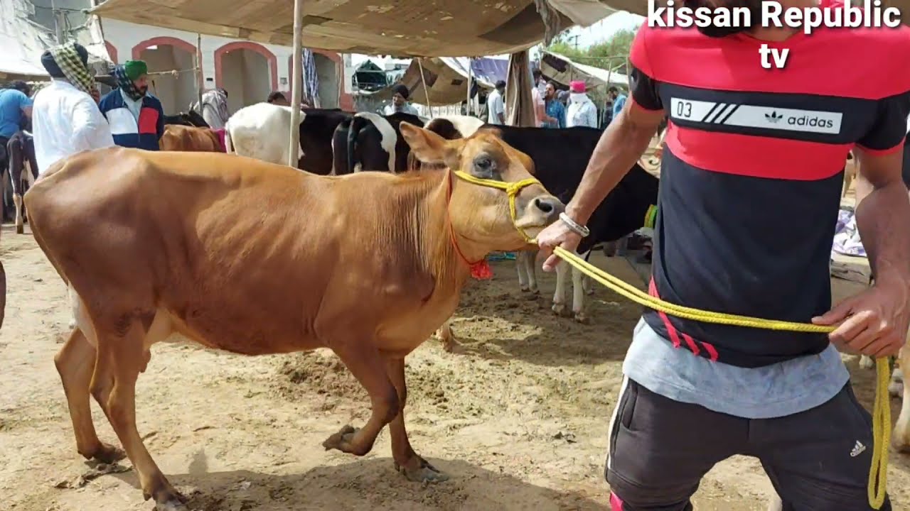 Jagroan Pashu Mandi's Super Jersey Cow's|Mandi Dabwali |मंडी डबवाली|Khanna mandi