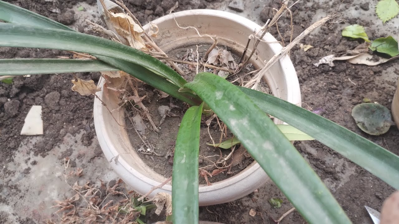 Amaryllis Lily me ager flowers chahiye toh ye fertilizer de #plantcare #gardeningtips #youtube #lily