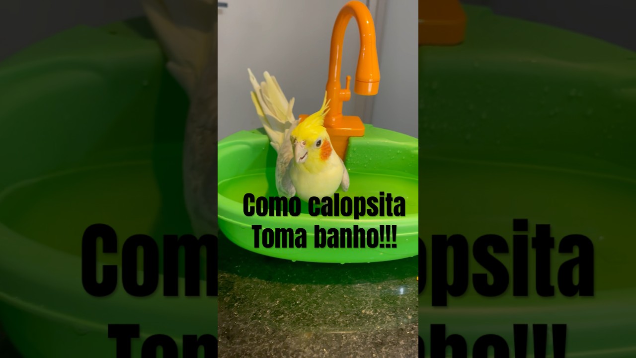 Veja como dar banho na calopsita &bull; #shorts