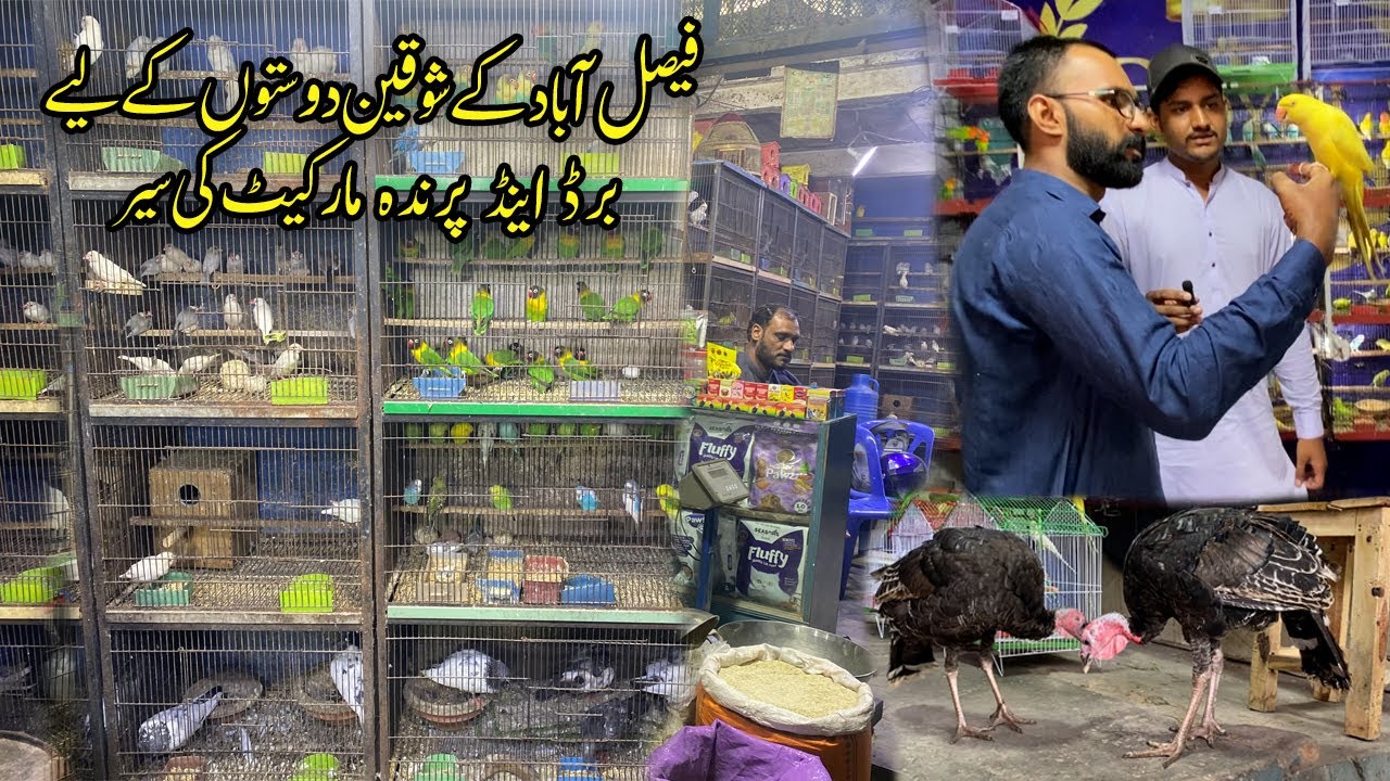 Birds and Pets market visit in Faisalabad | Turkey birds and Parrots mutation update