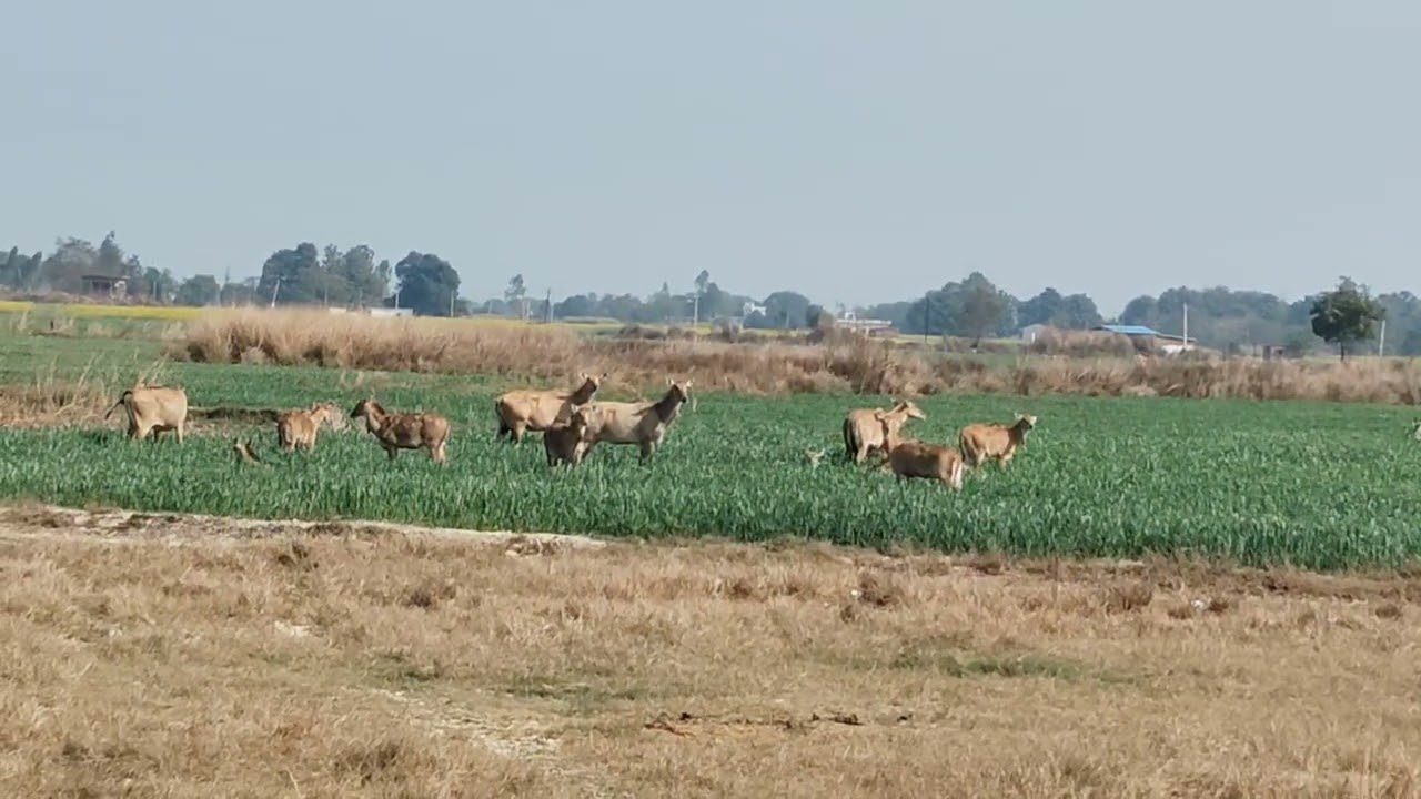 लीली गाय से बात चित वीडियो वॉयरल !!