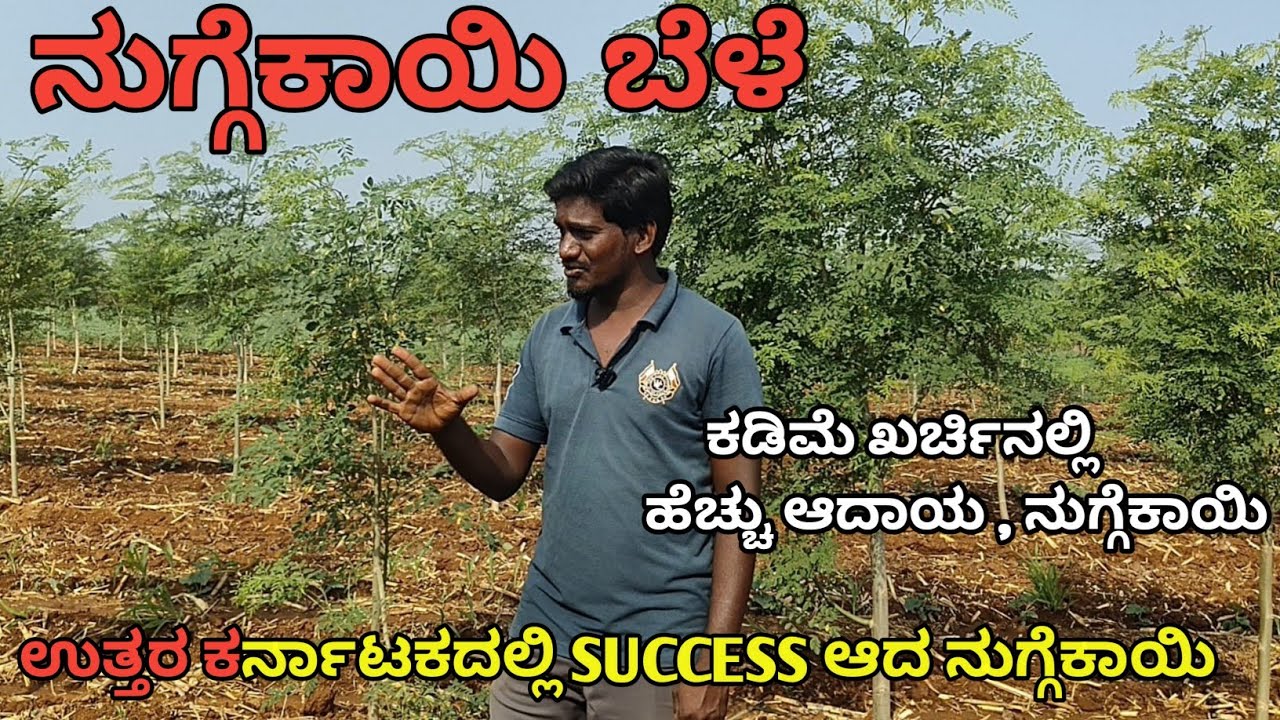 ನುಗ್ಗೆಕಾಯಿ‌ ಬೆಳೆ | ಕಡಿಮೆ ಖರ್ಚಿನಲ್ಲಿ ಹೆಚ್ಚು ಆದಾಯ | ಒಮ್ಮೆ ನಾಟಿ ಮಾಡಿದರೆ 3-4 ವರ್ಷ