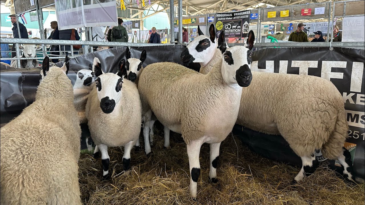 HOW MANY SHEEP BREEDS CAN WE FIND AT THE GREAT YORKSHIRE SHOW?
