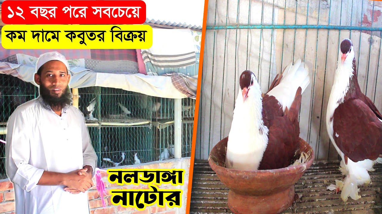 মাদ্রাসায় চাকরির পাশাপাশি বাণিজ্যিক কবুতরের খামার | ১২ বছর পরে সবচেয়ে কম দামে কবুতর বিক্রয়।BD Farm