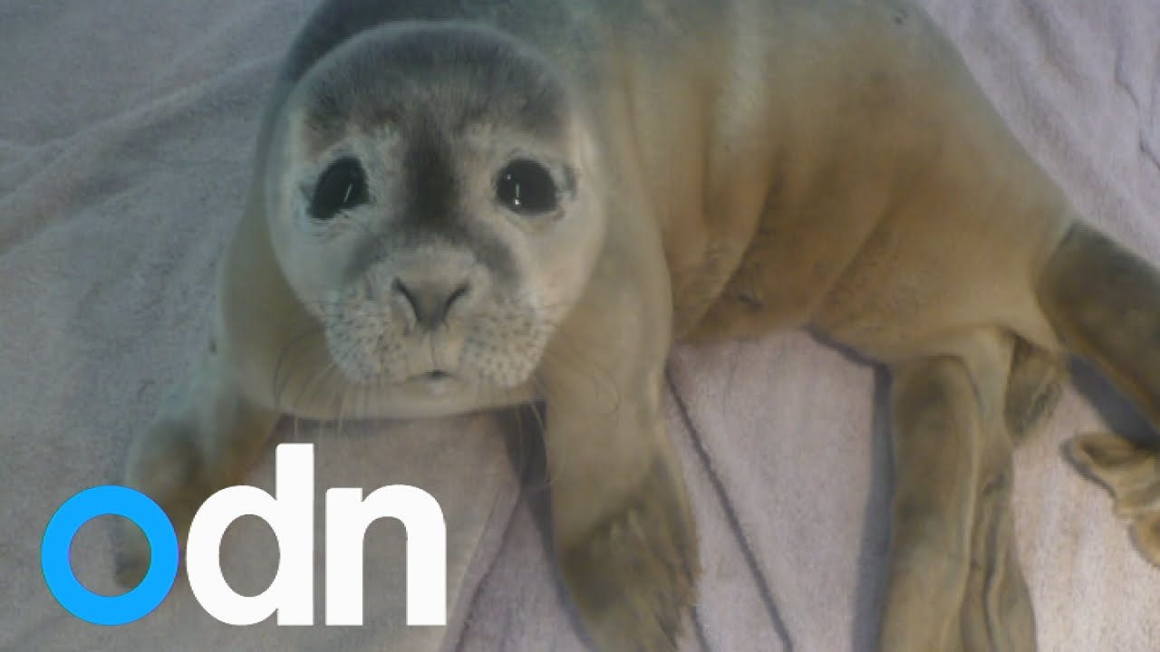Cute baby seal stranded in a herd of 30 cows