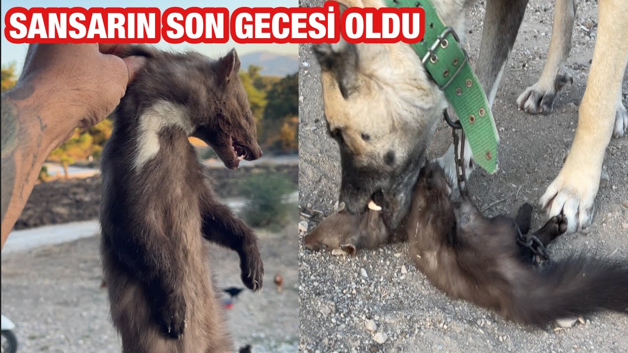 KATİL SANSARIN SON GECESİ OLDU KANGAL HAYAL GÖREVDE!