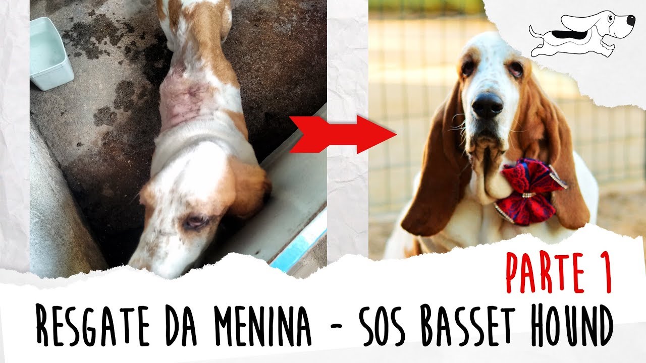 RESGATE DA MENINA - SOS BASSET HOUND - PARTE 1
