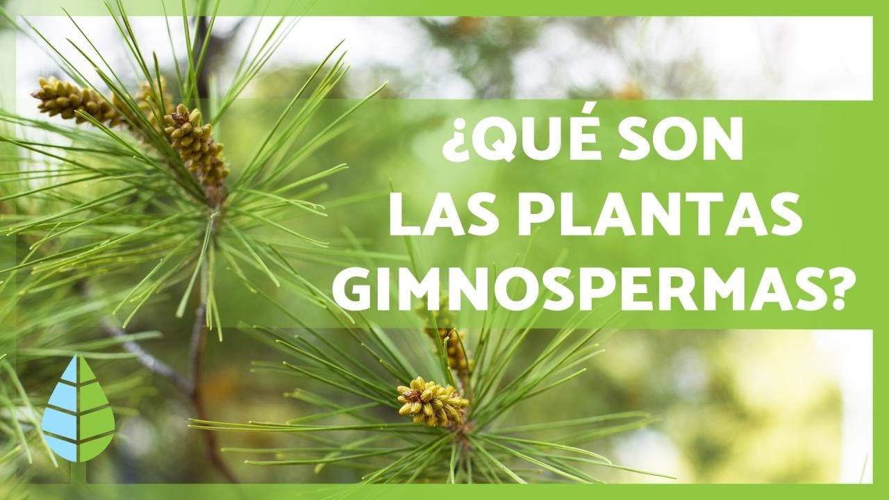 PLANTAS GIMNOSPERMAS 🌲 ¡Características, Ejemplos, Reproducción y más!