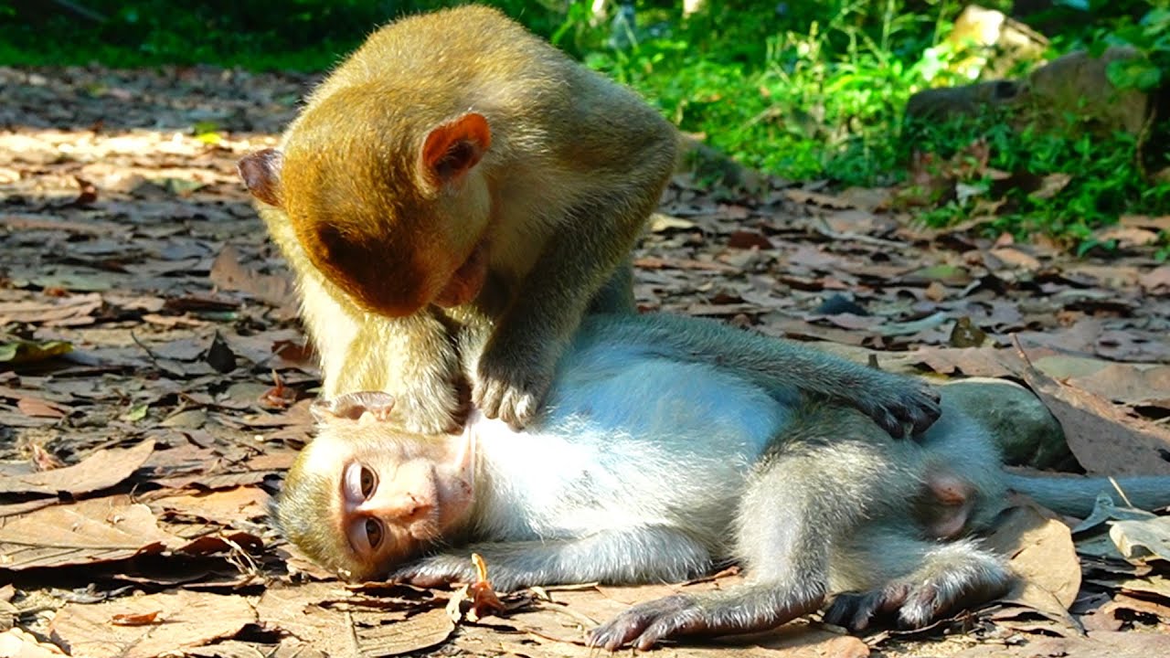 Dora massage Dawn after breakfast, they always spend their time together cute