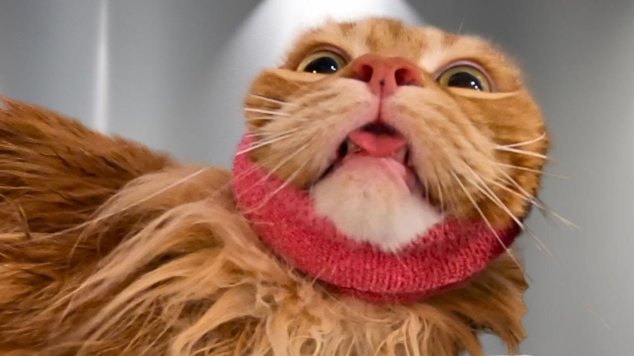 Giant Orange Cat Grooming...Need I Say More?