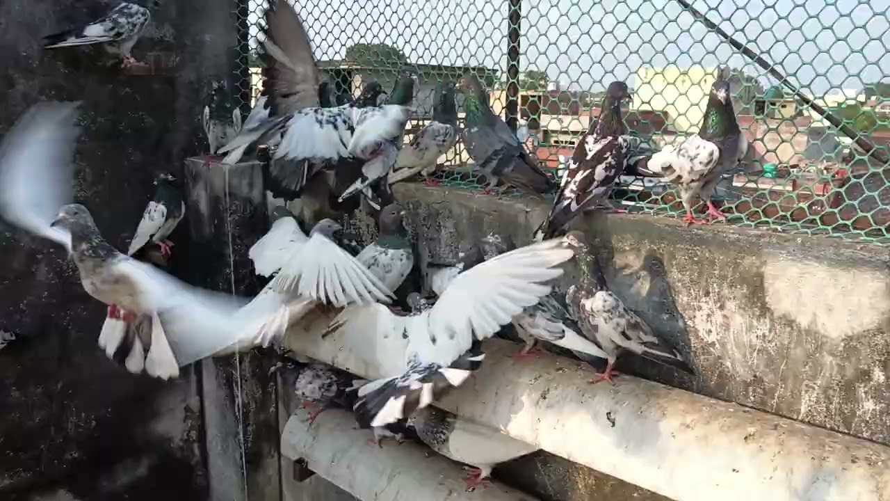 For sale border waley pigeon cont Mehran bhai 7417348964 UP BIJNOR