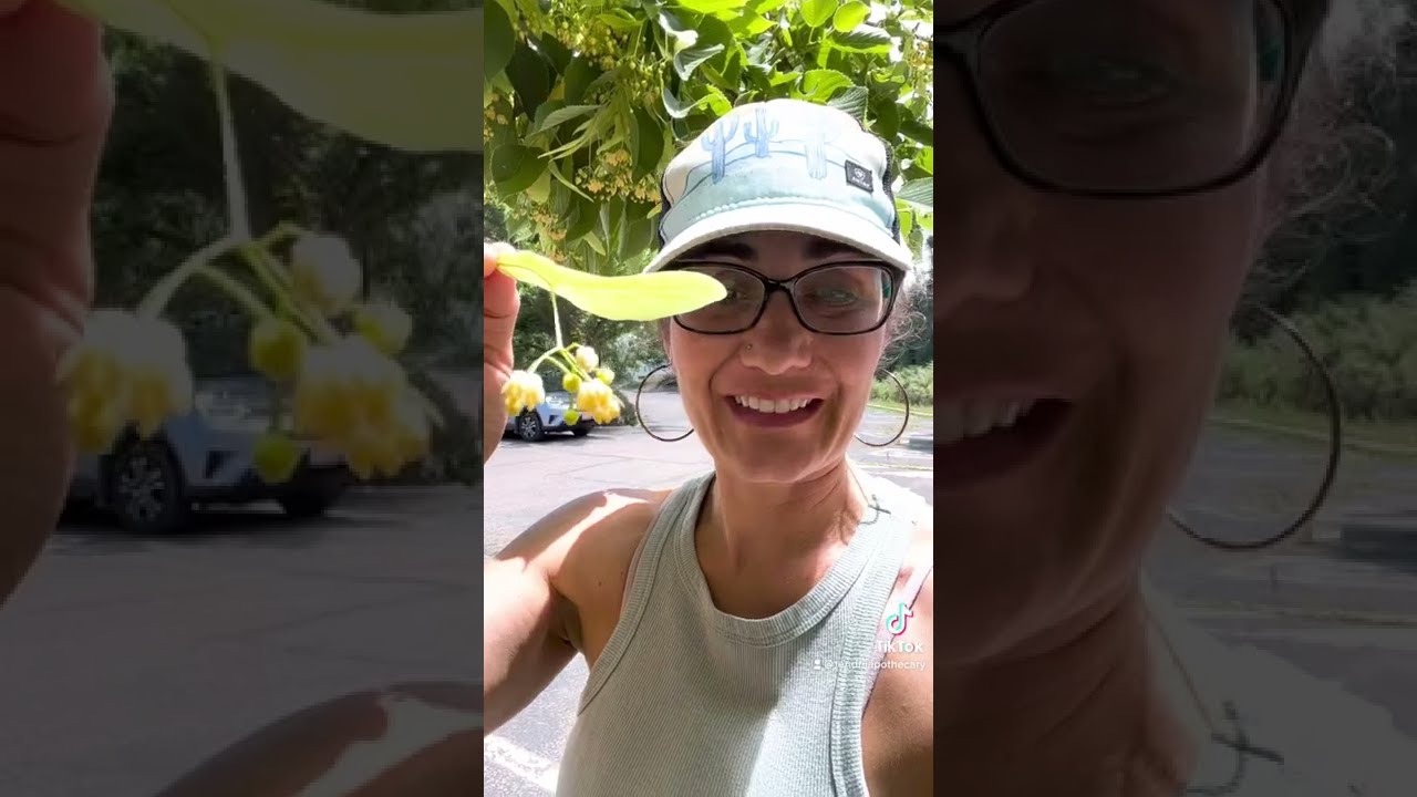 Linden Flowers Harvesting 101