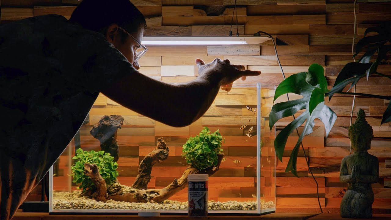 I built an easy and minimalistic tank for my Tiger barb crew