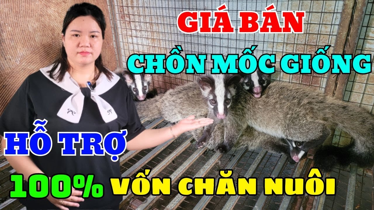 CÔNG KHAI GIÁ BÁN CHỒN MỐC GIỐNG MỚI NHẤT HIỆN NAY TRANG TRẠI HỖ TRỢ 100% VỐN CHĂN NUÔI CHO BÀ CON