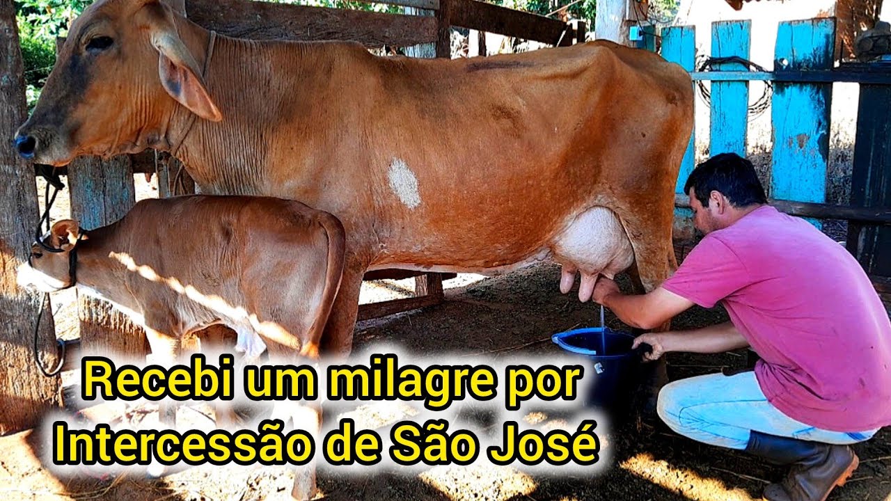 TIRANDO LEITE A MODA ANTIGA 