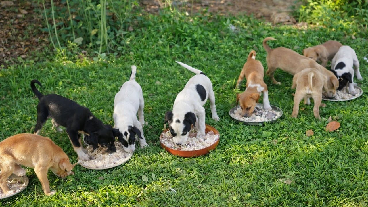 Abandoned in the Cold — Feeding Homeless Puppies Fighting Starvation & Survival 💔🐾