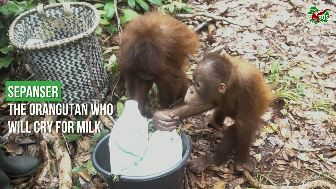 SEPANSER: THE ORANGUTAN WHO WILL CRY FOR MILK