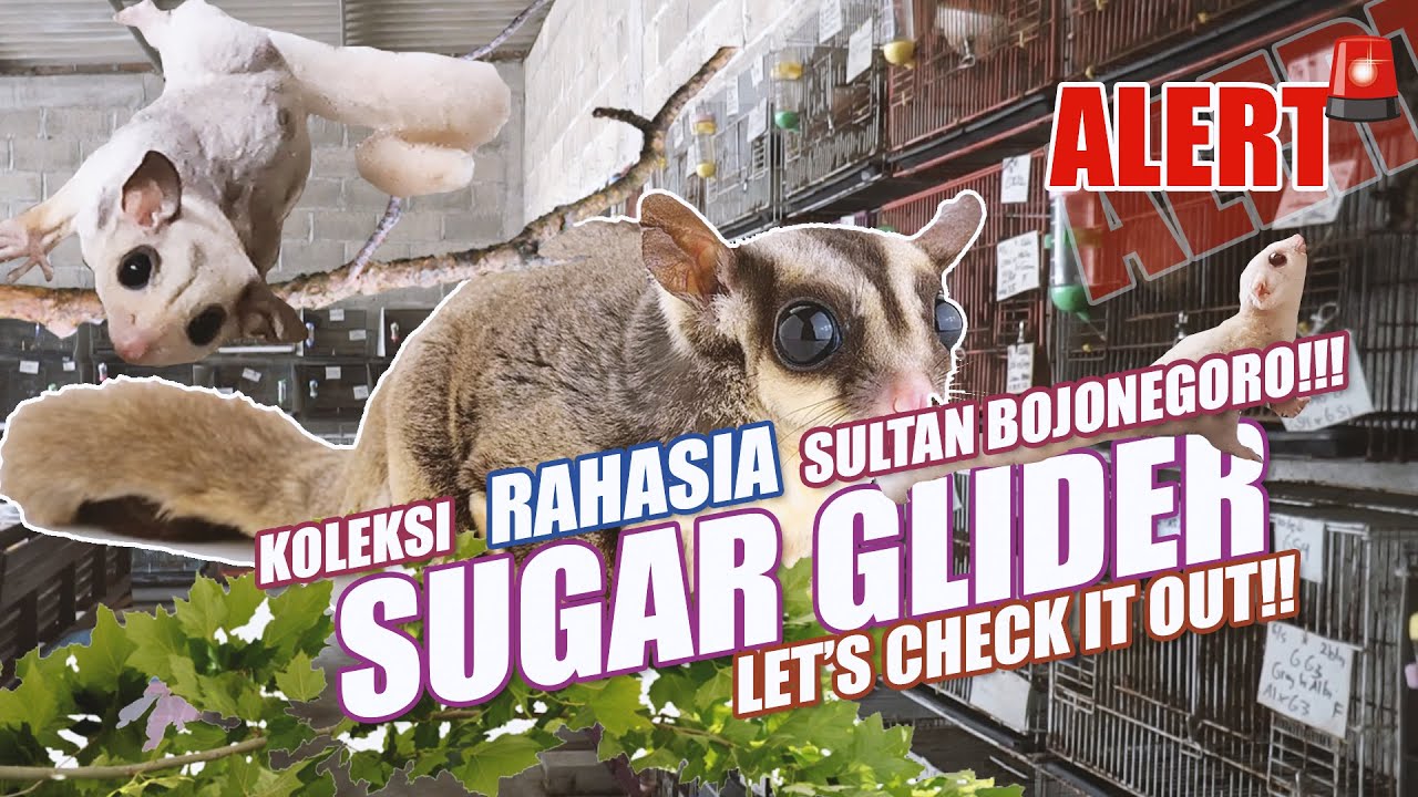 SUGAR GLIDER SULTAN BOJONEGORO !!!!!KUPAS TUNTAS !!!!SUGAR GLIDER INDUSTRIES..