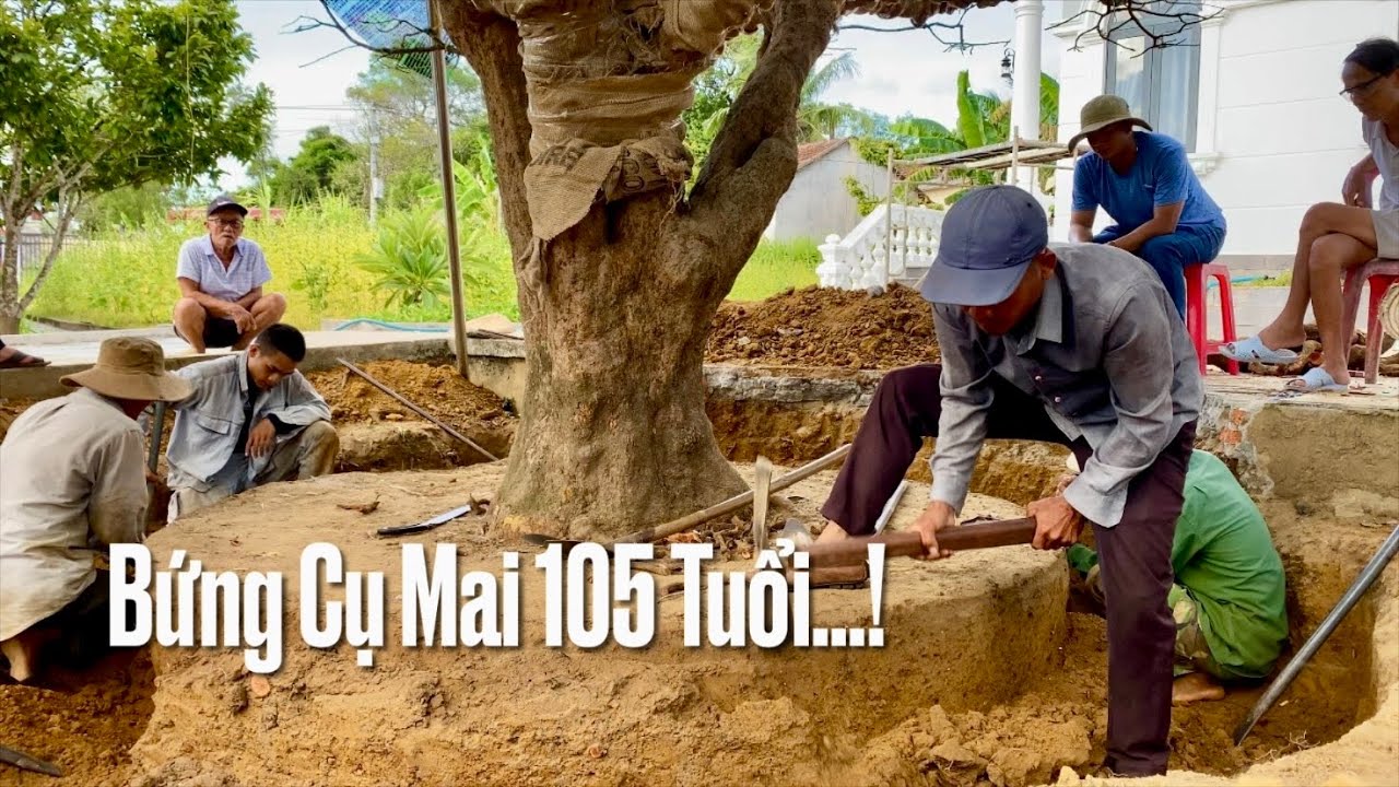 Bứng Cây Mai Vàng 105 Tuổi Khủng Nhất Việt Nam, Hoành Gốc 220.