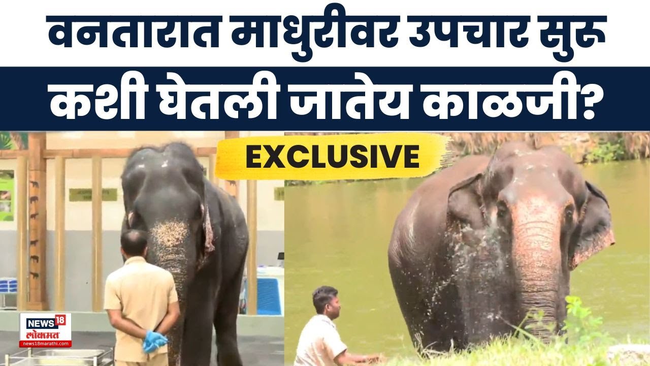 Kolhapur Madhuri Elephant At Vantara News: वनतारात कशी घेतली जातेय माधुरी हत्तीणीची काळजी?