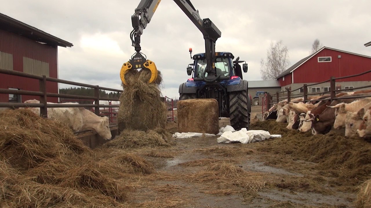 Handling bales and feeding cattle
