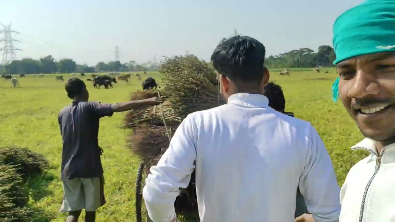 WORKING IN VILLAGE // ENJOYING // ASSAM 