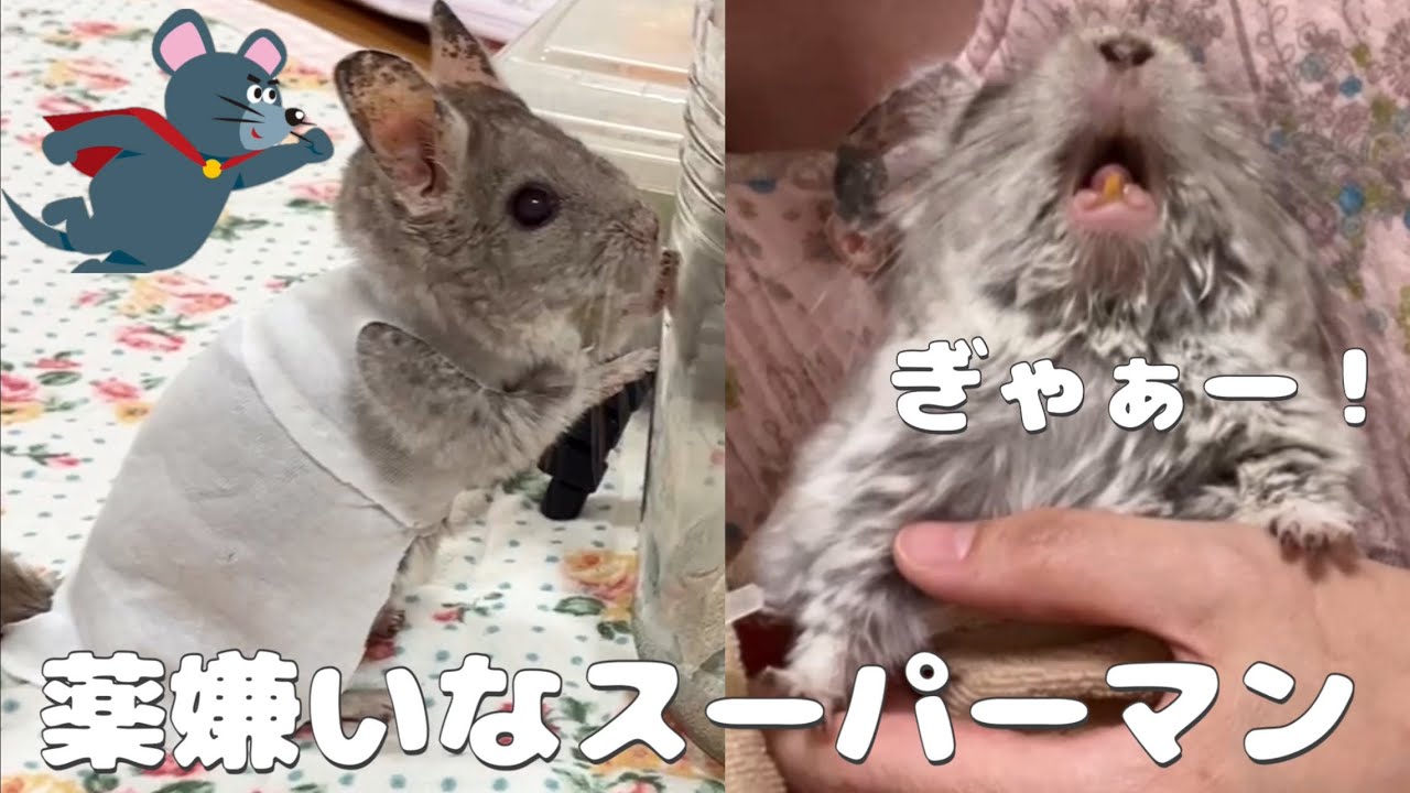 【第81湯】薬嫌いなスーパーマン／17歳のチンチラ薬を見るとこの表情…The 17-year-old chinchilla who looks like Superman hates medicine