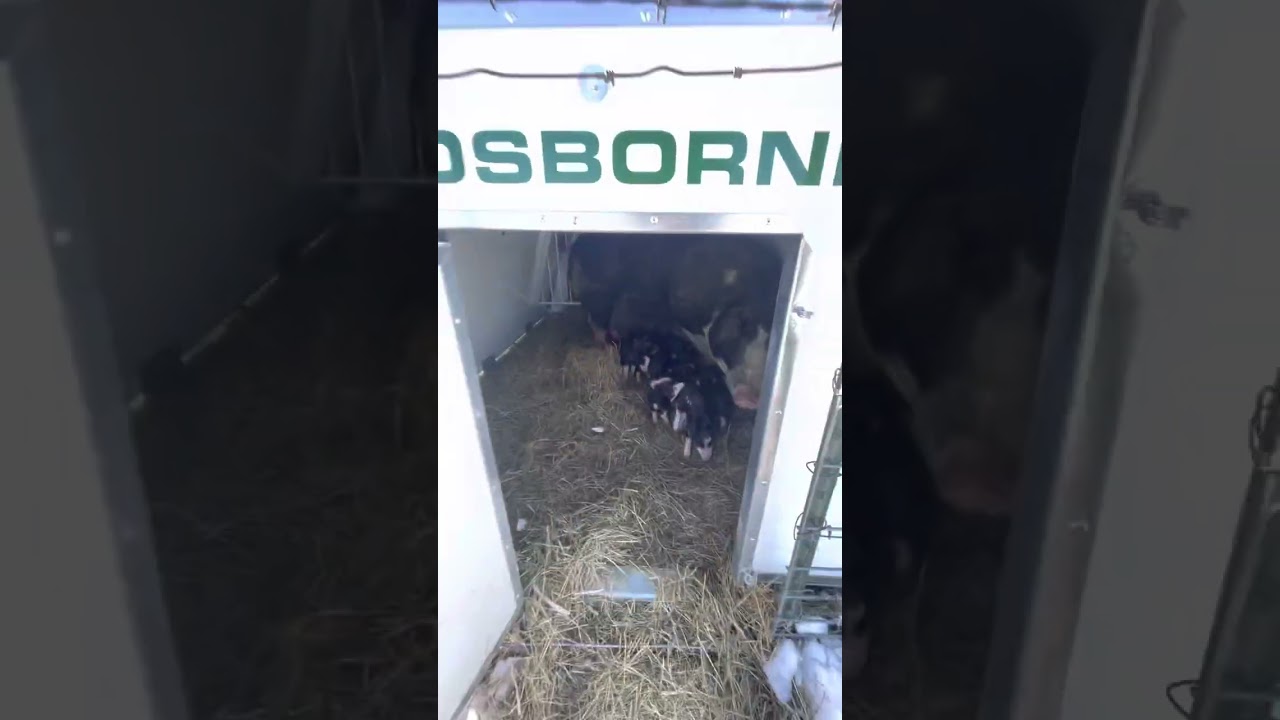 First litter of pigs born in the new Osborne Hog Hut Farrowing House