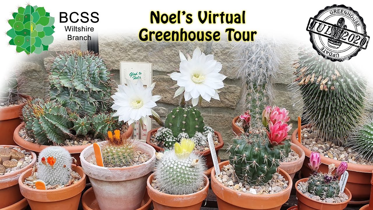 Noel's Cactus Update July 2020