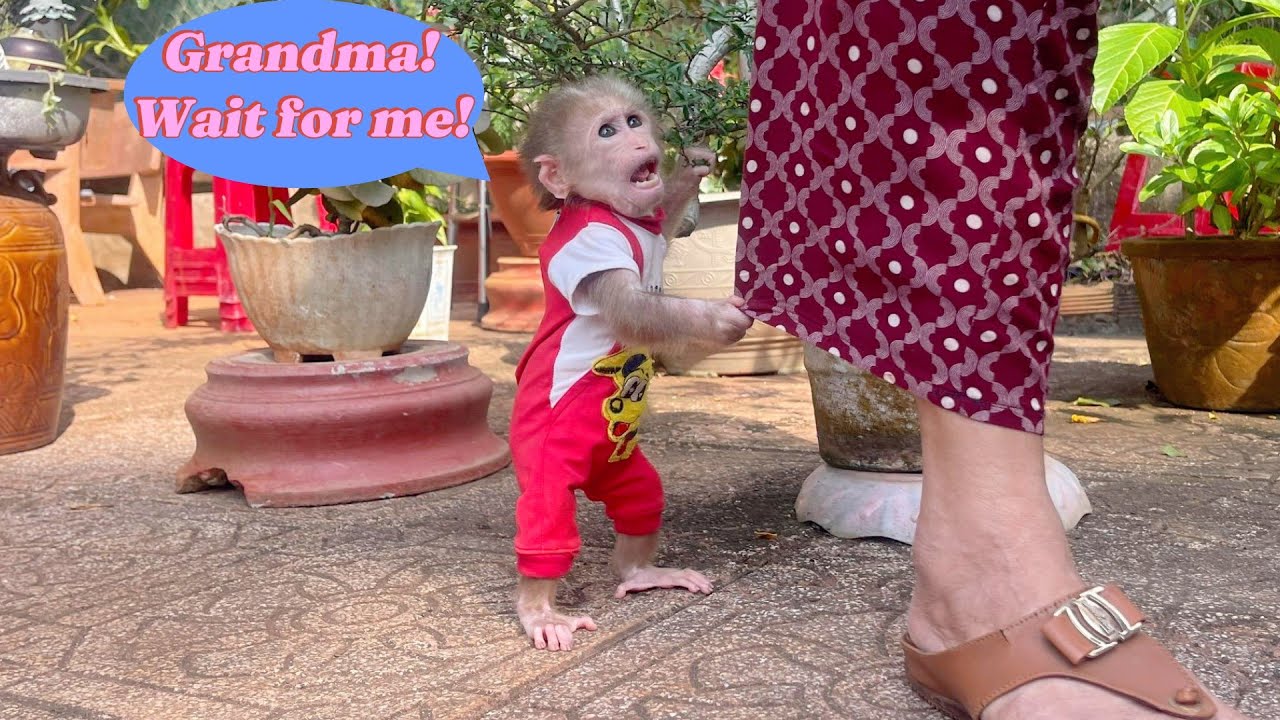 Lulu Panicked — She Followed Grandma Everywhere, Afraid She’d Be Left Behind.